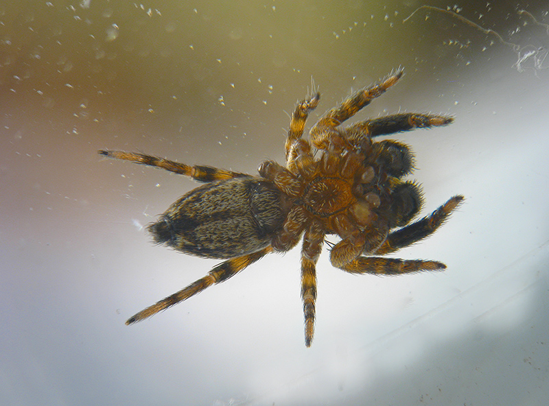 Salticide Ligure...:Cyrba algerina, maschio - Ceriale (SV)